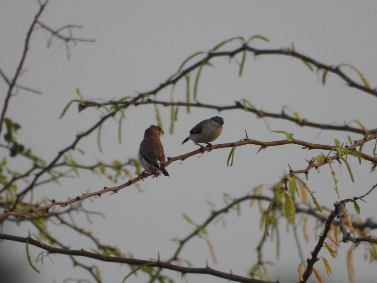 Indian Silverbill - ML630893852