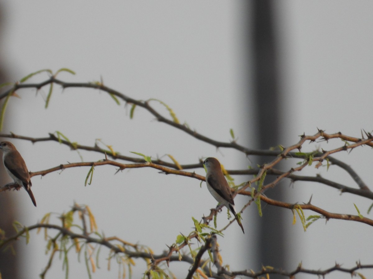 Indian Silverbill - ML630893853