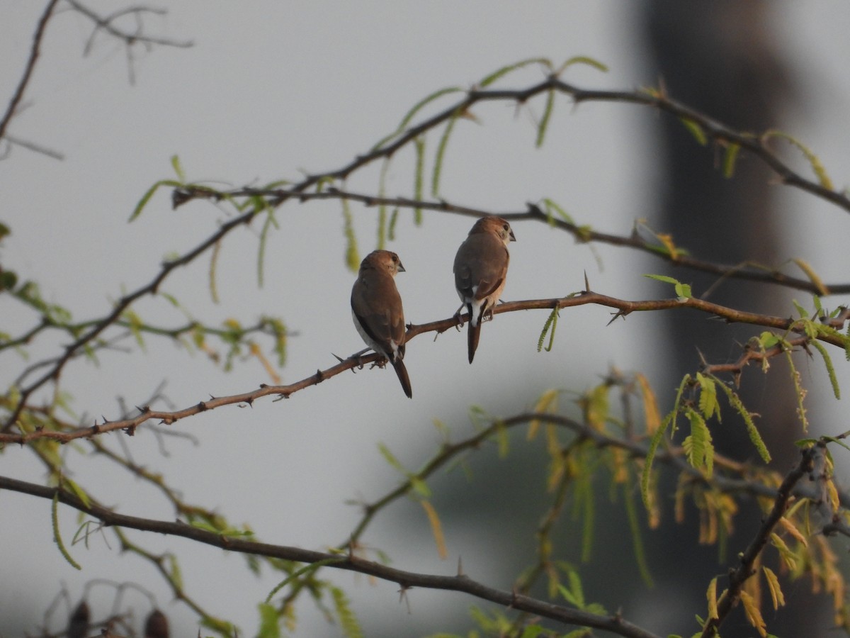Indian Silverbill - ML630893854