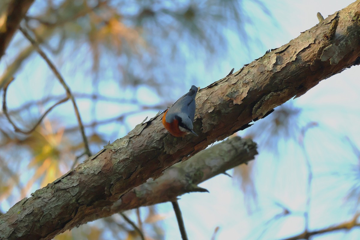 Chestnut-bellied Nuthatch - ML630893898