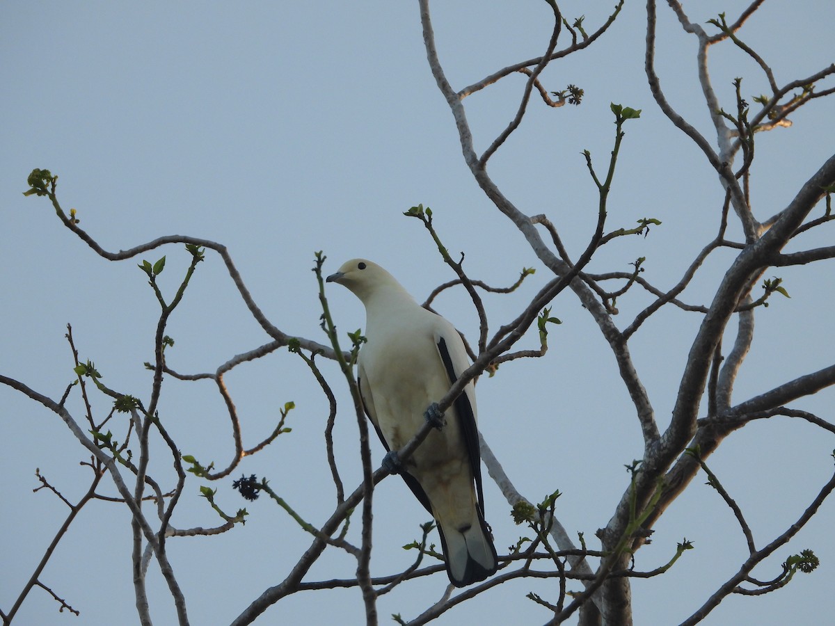 Pied Imperial-Pigeon - ML630893946