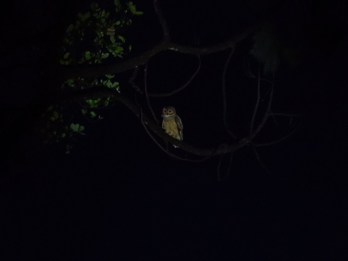 Spotted Wood-Owl - ML630893986