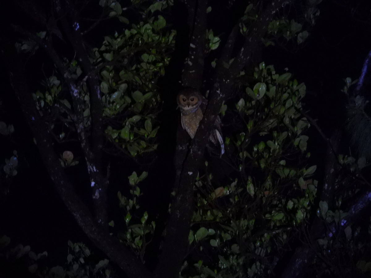 Spotted Wood-Owl - ML630893988