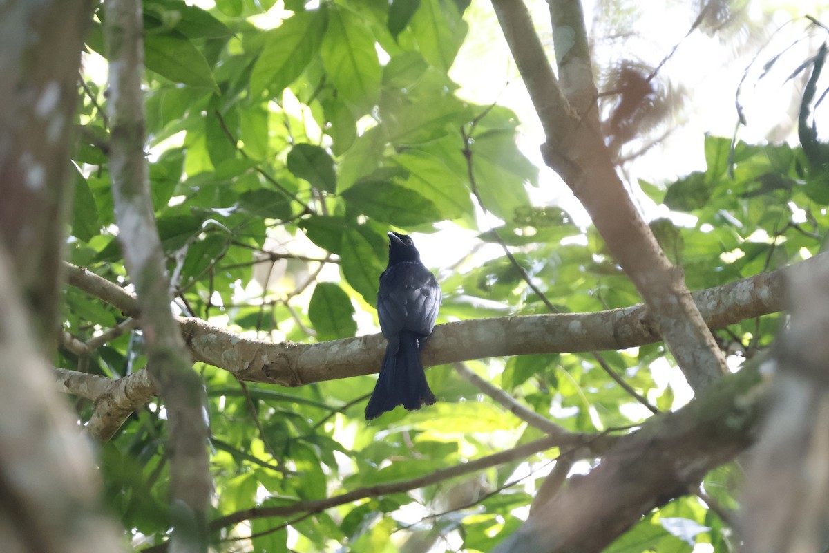 Crow-billed Drongo - ML630894078