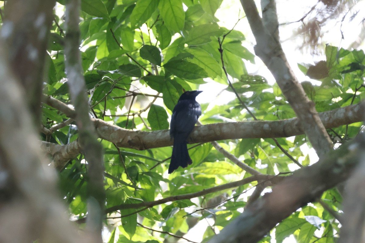 Crow-billed Drongo - ML630894080
