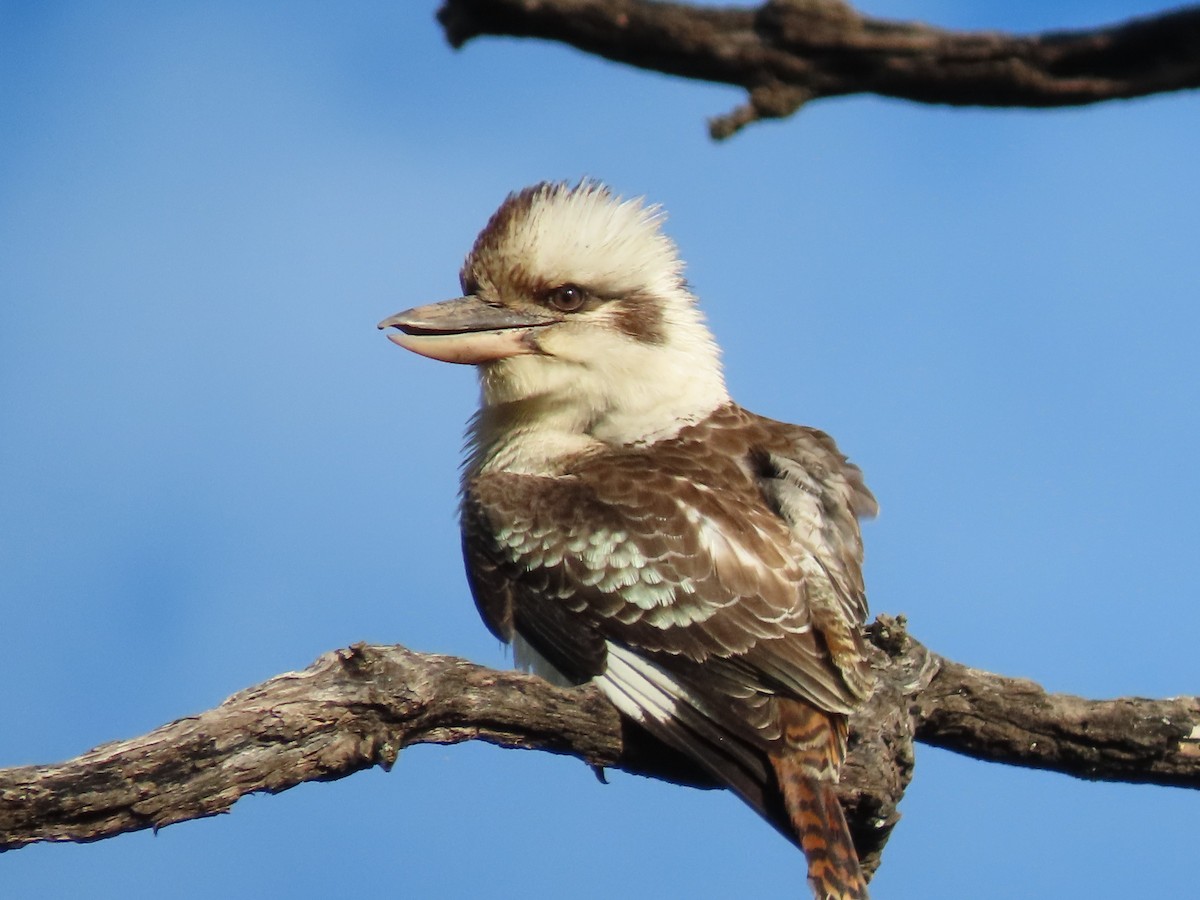 ワライカワセミ - ML630894166