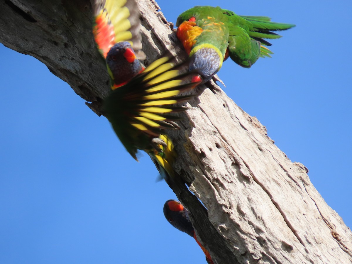 オーストラリアゴシキセイガイインコ - ML630894178