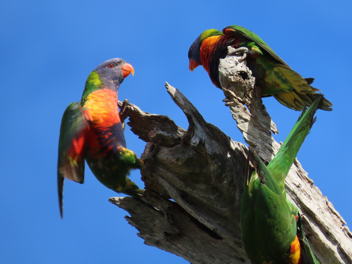 オーストラリアゴシキセイガイインコ - ML630894179