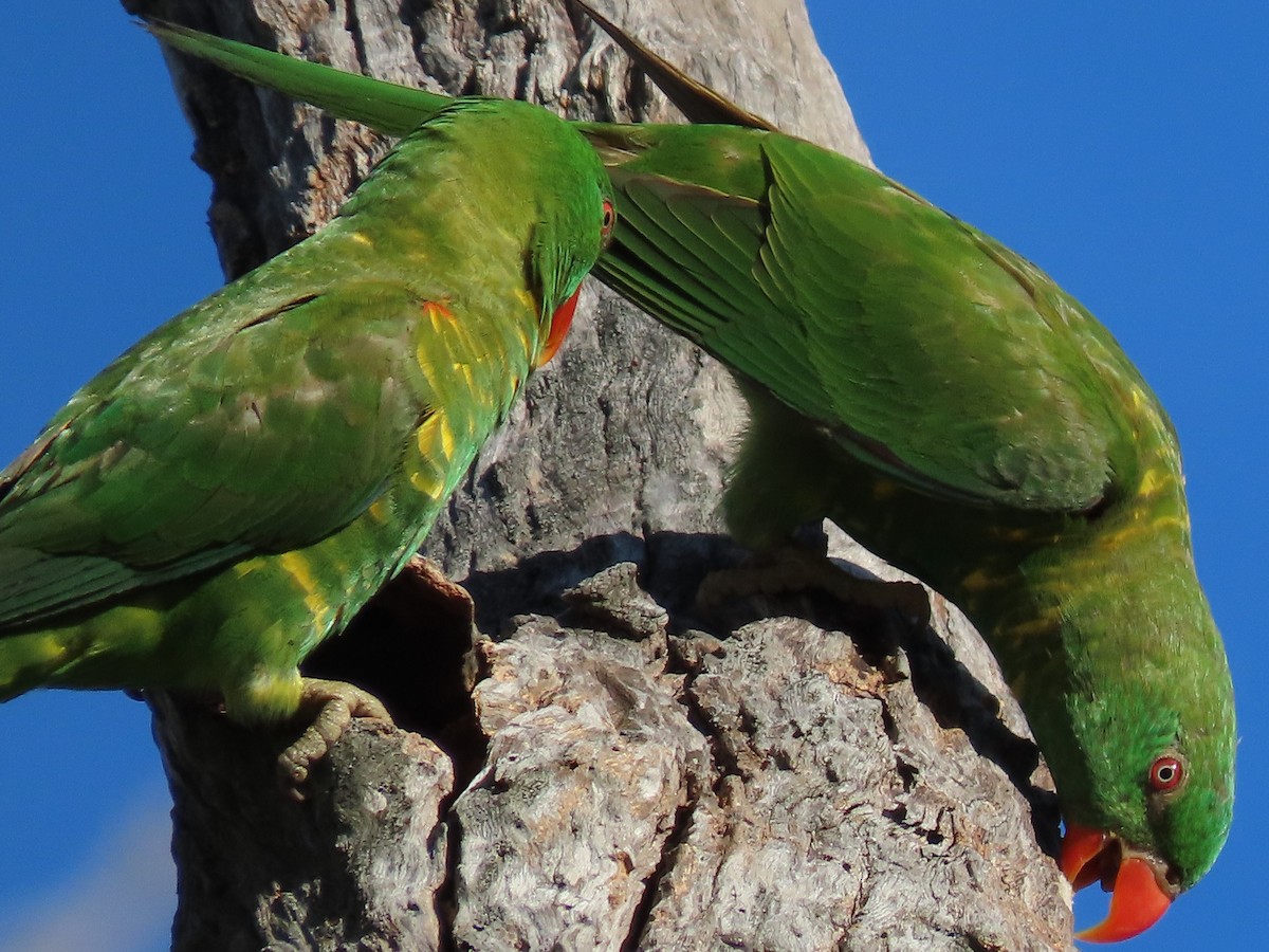 コセイガイインコ - ML630894183