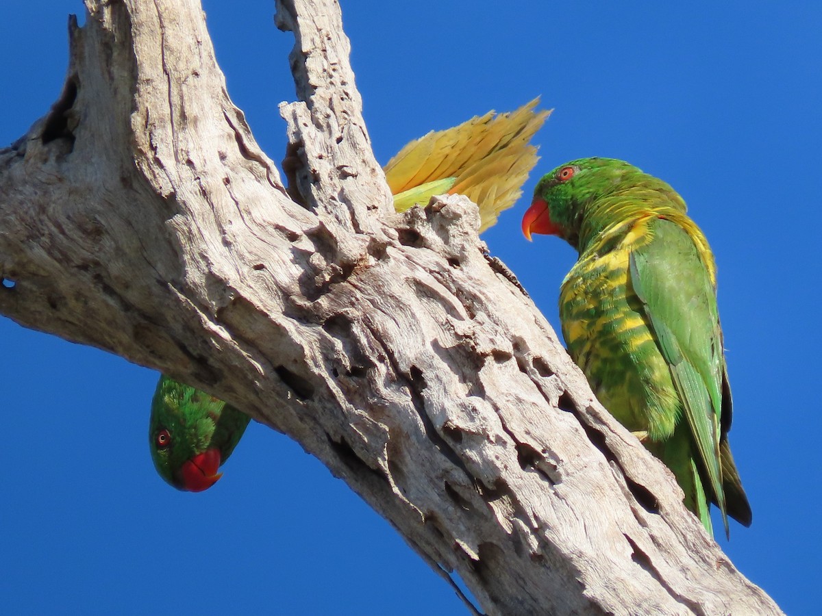 コセイガイインコ - ML630894185