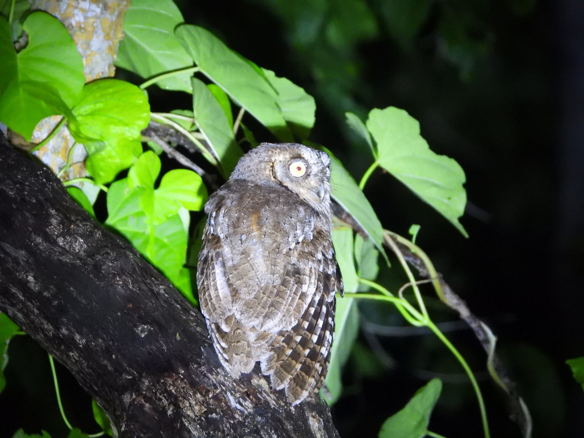 Mantanani Scops-Owl - ML630894266