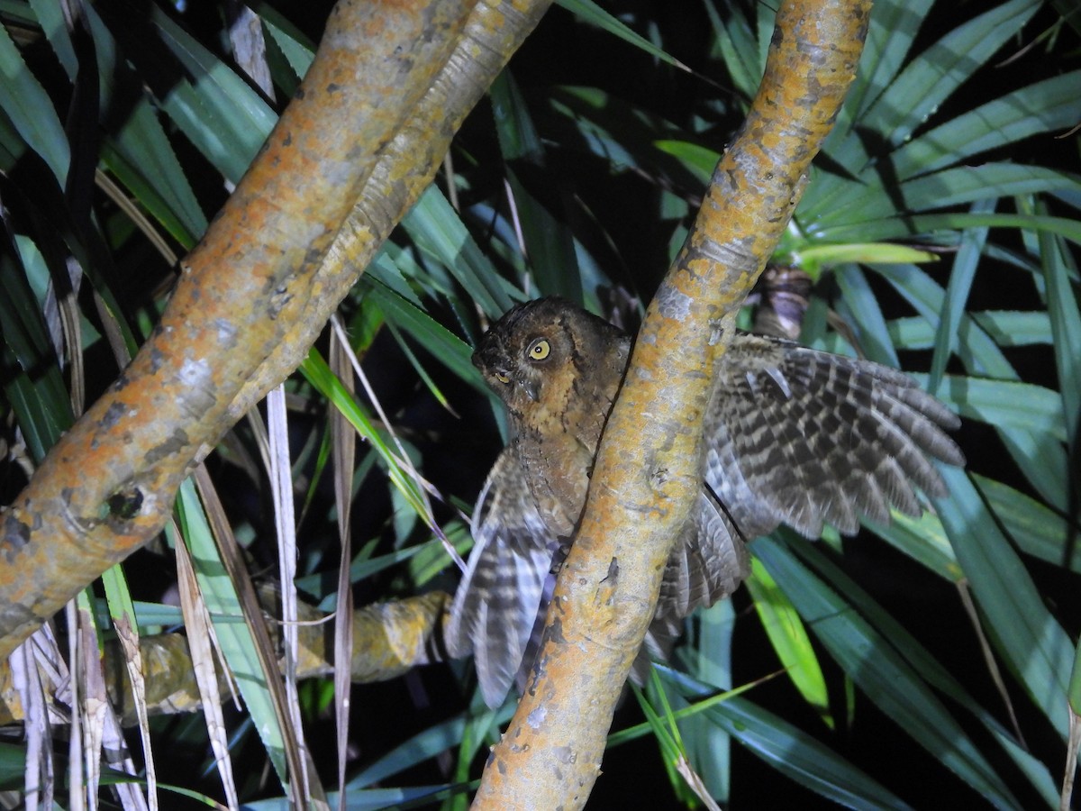 Mantanani Scops-Owl - ML630894267