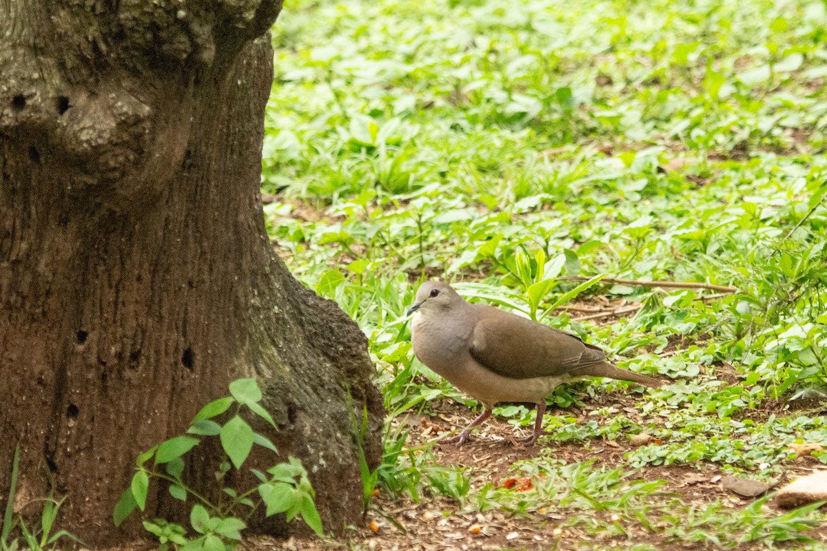 Large-tailed Dove - ML630894311