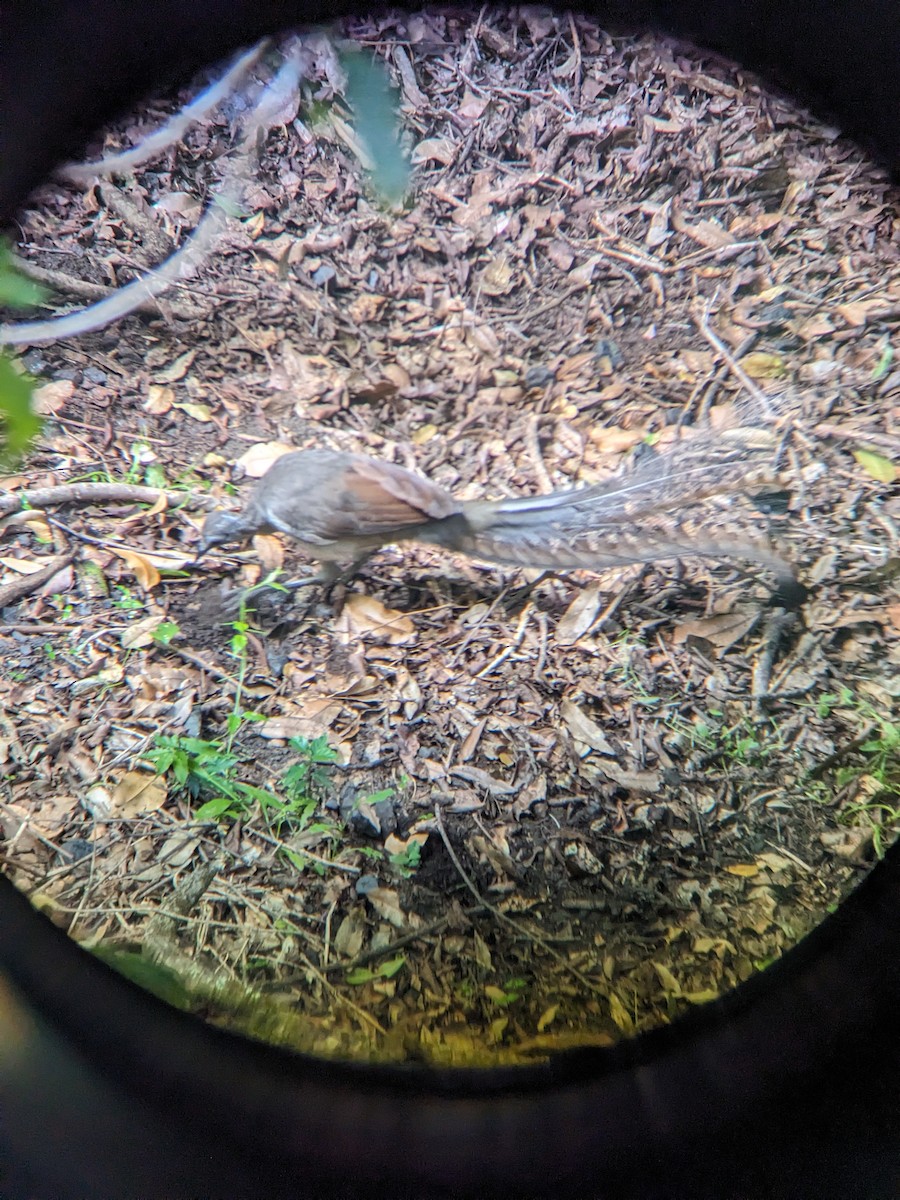 Лірохвіст австралійський - ML630894937