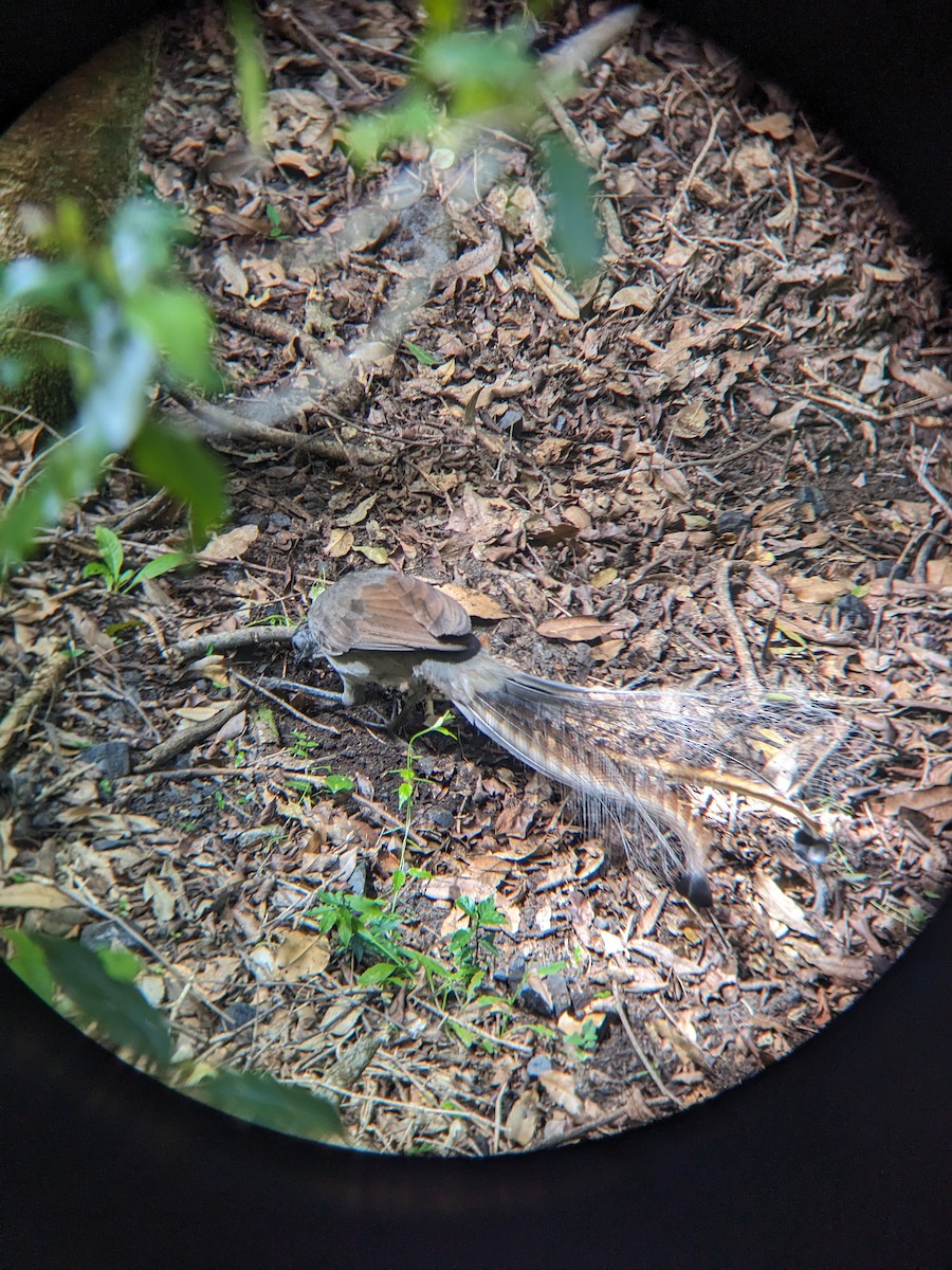 Лірохвіст австралійський - ML630894938