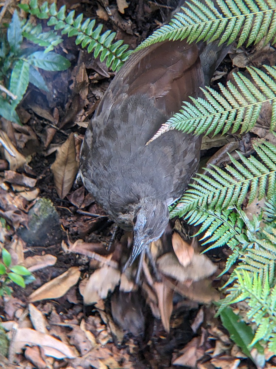 Лірохвіст австралійський - ML630894939