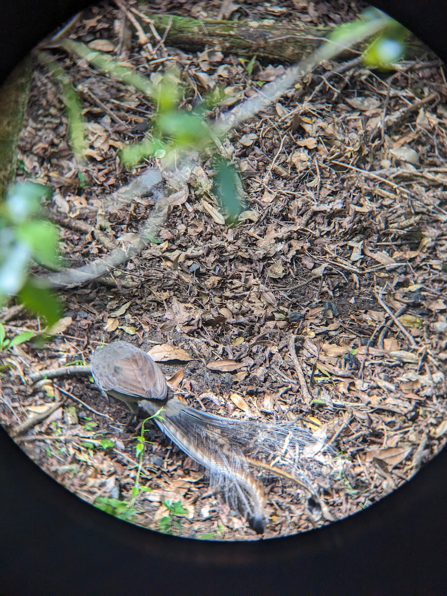 Лірохвіст австралійський - ML630894940