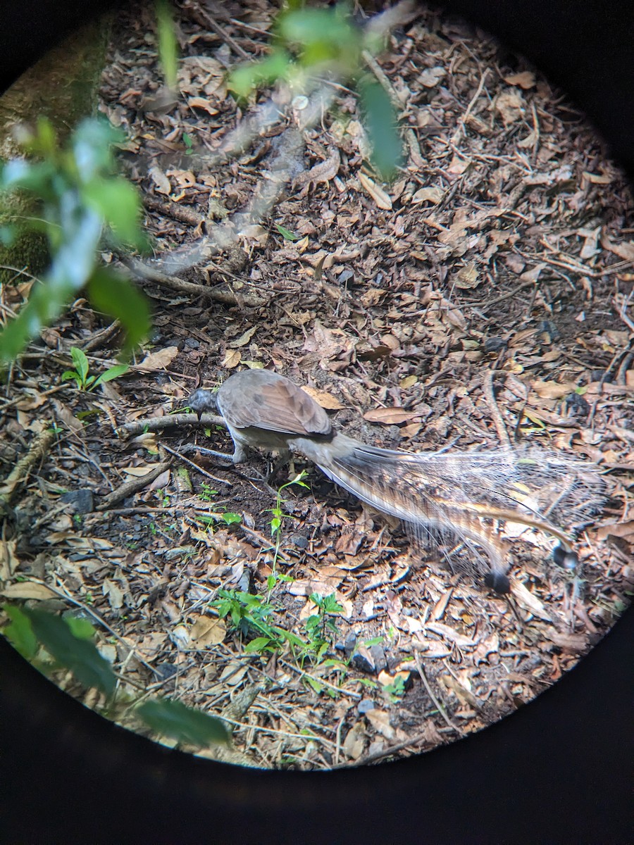 Лірохвіст австралійський - ML630894941