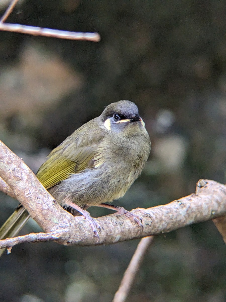 Медолюб великий - ML630894946