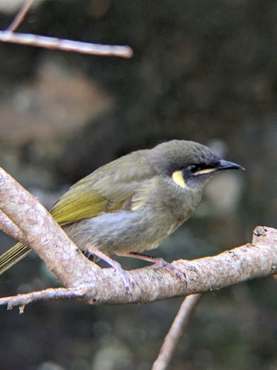 Медолюб великий - ML630894947