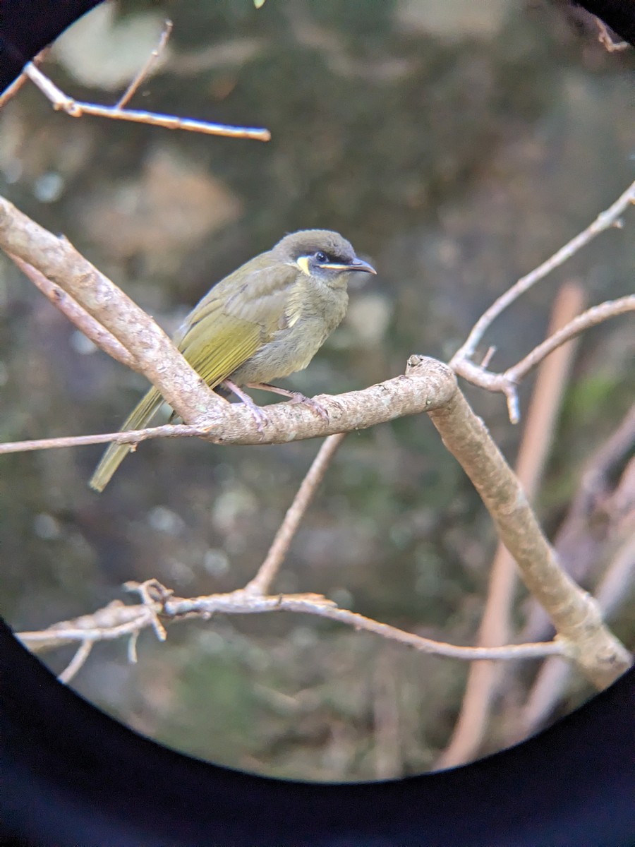 Медолюб великий - ML630894949