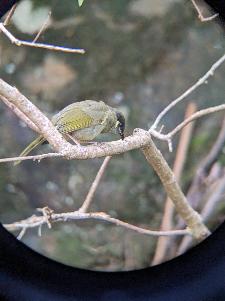 Медолюб великий - ML630894950