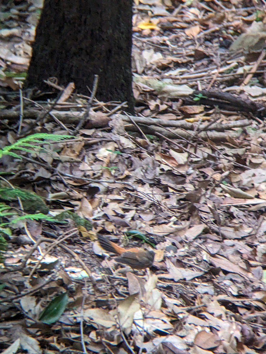Australian Rufous Fantail - ML630894964