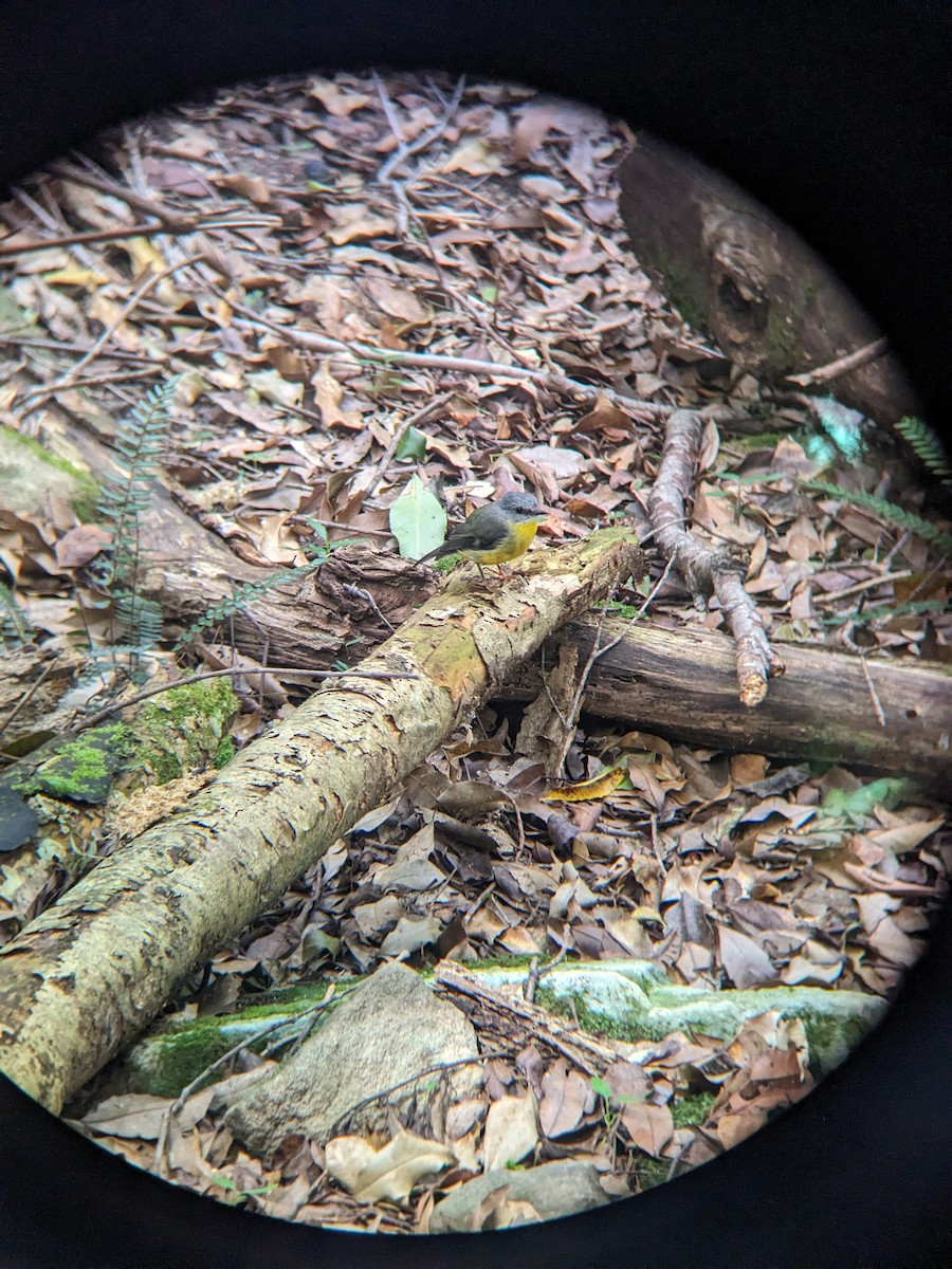 Королець жовтий - ML630894974