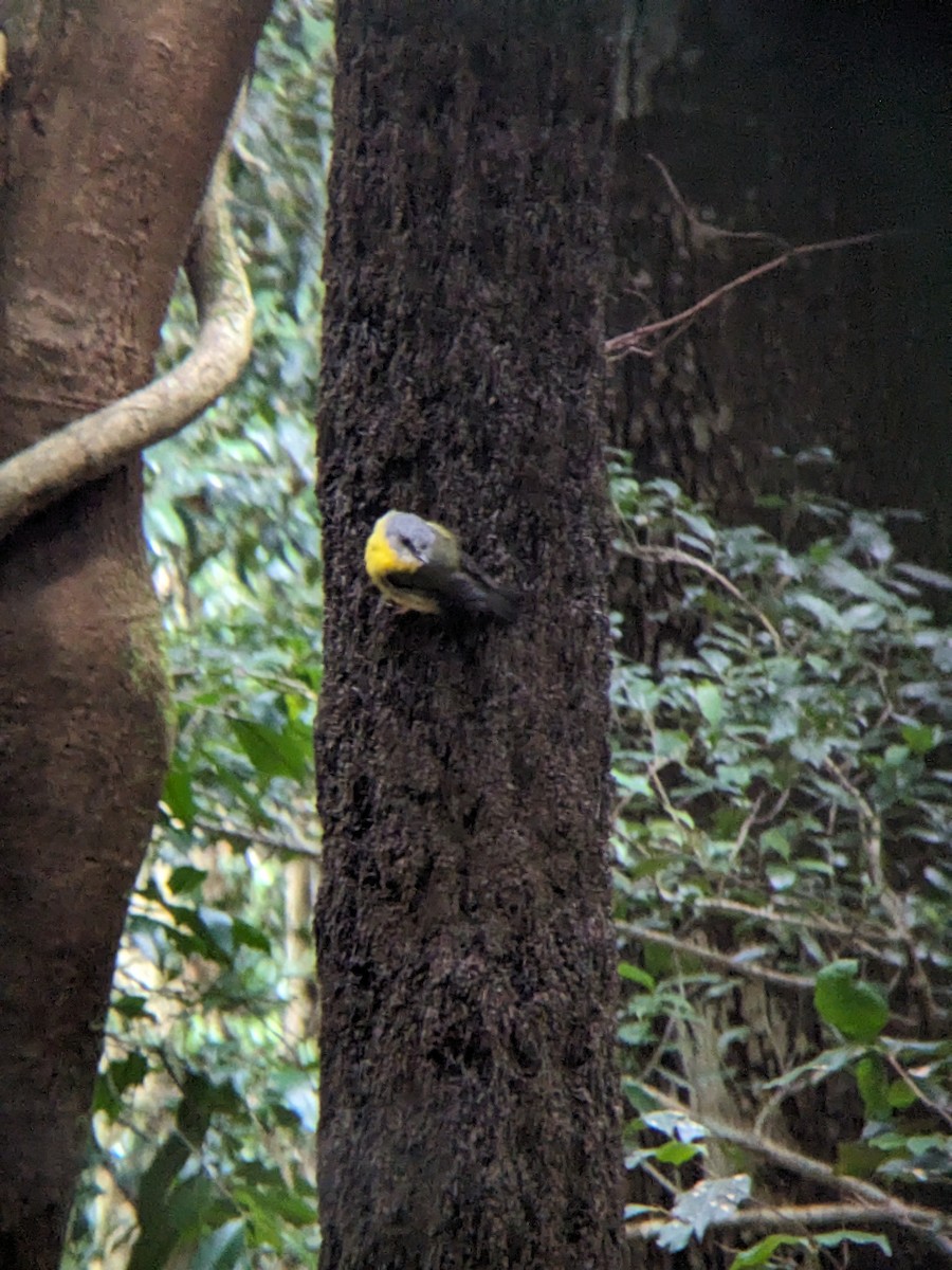 Королець жовтий - ML630894975