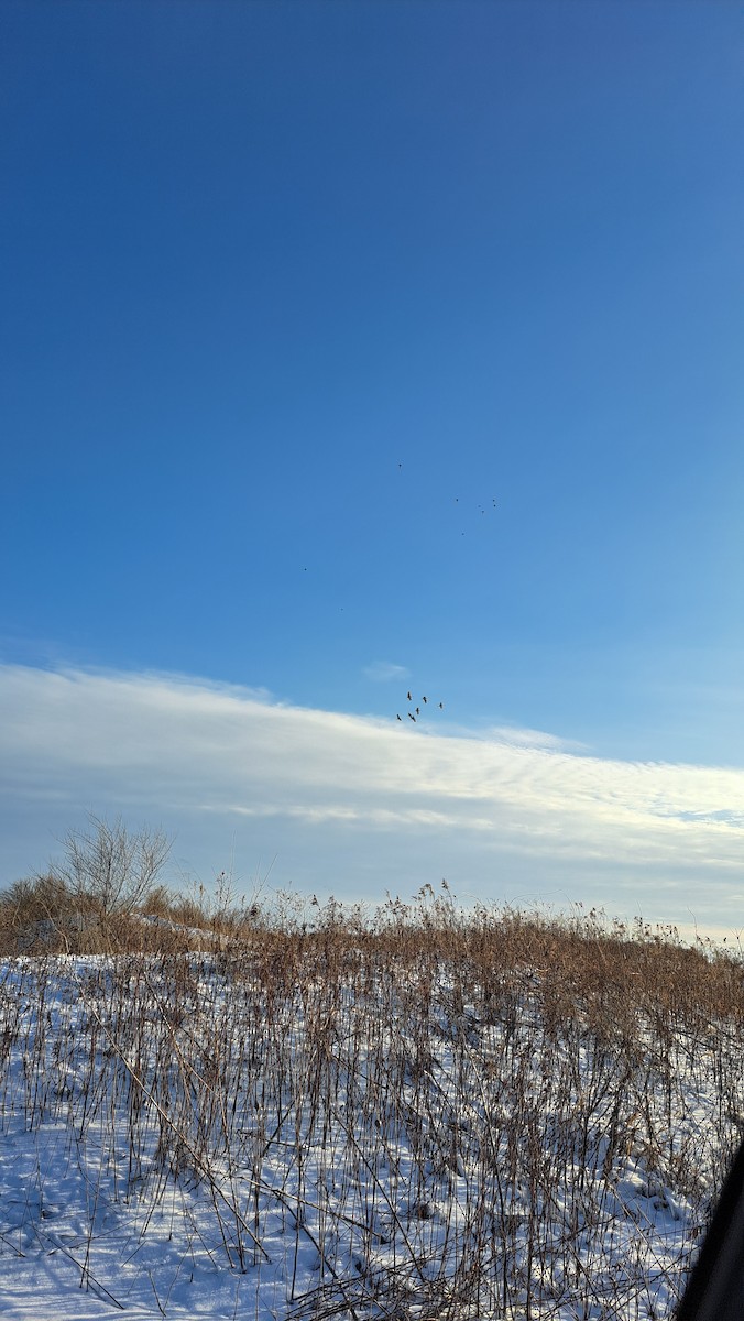 Sandhill Crane - ML630895043