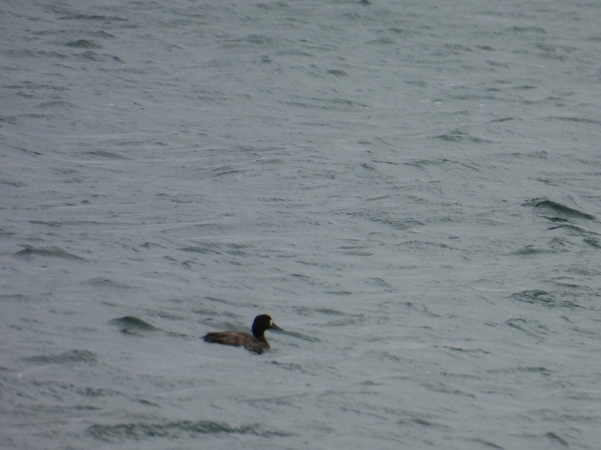 Lesser Scaup - ML630895125