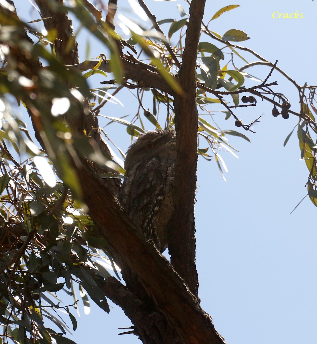 Tawny Frogmouth - ML630895159