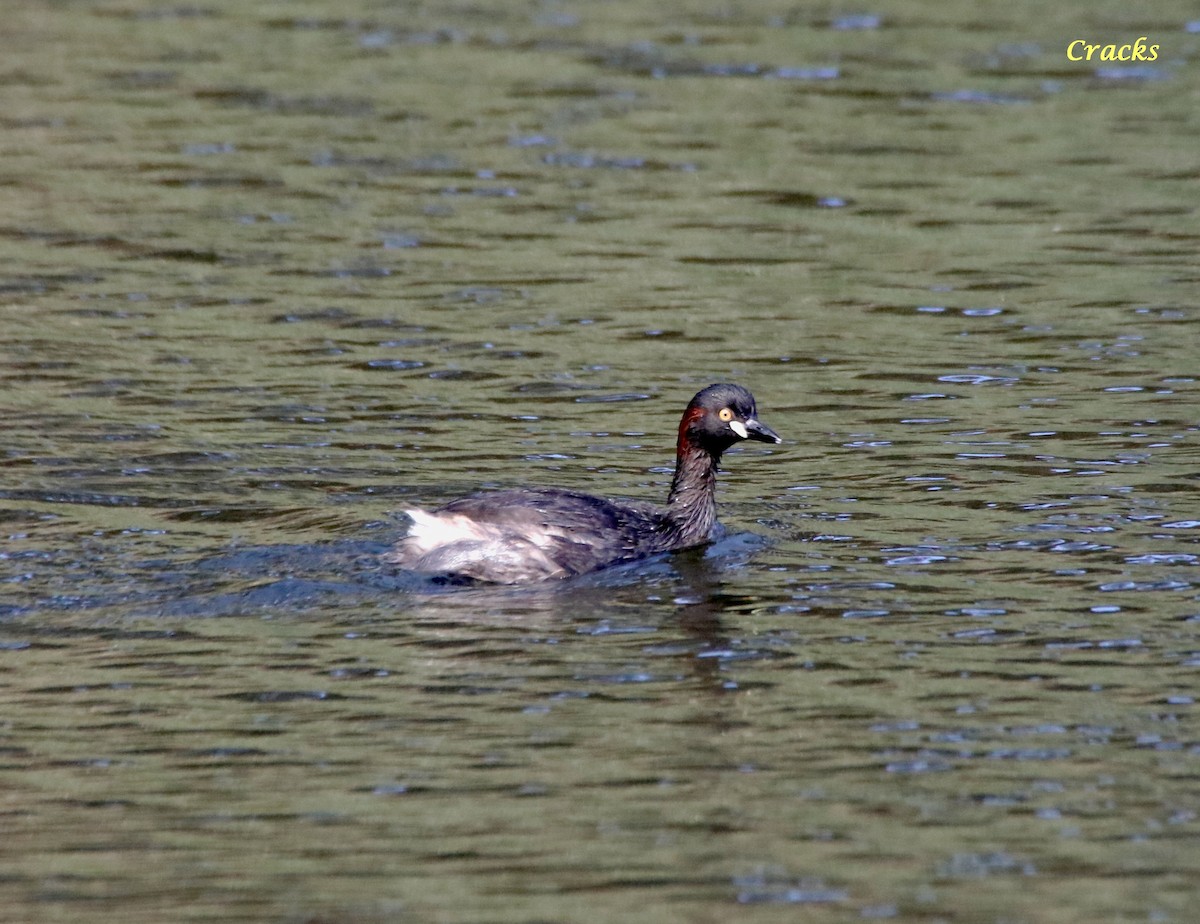 Australasian Grebe - ML630895164