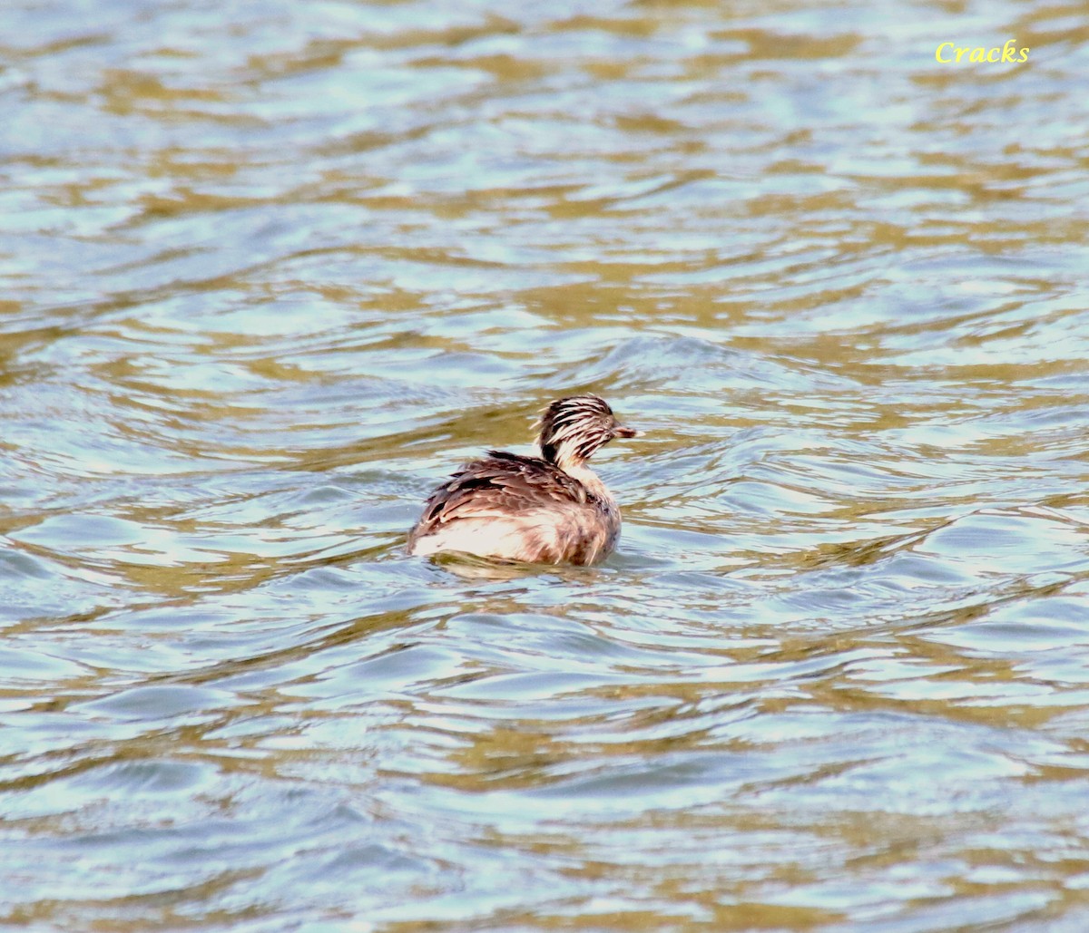Hoary-headed Grebe - ML630895179