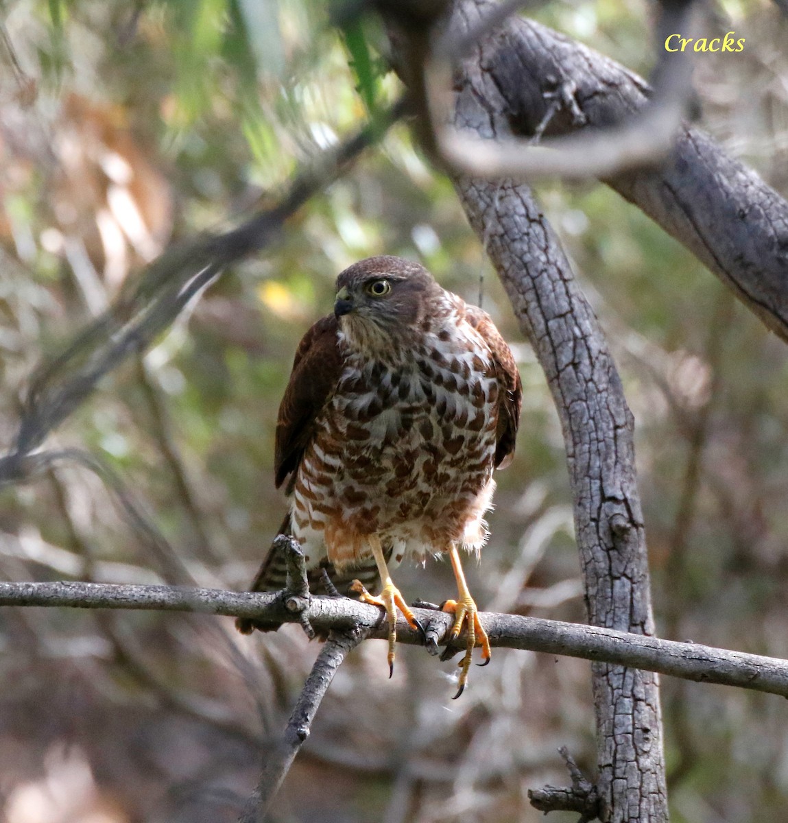 Collared Sparrowhawk - ML630895193