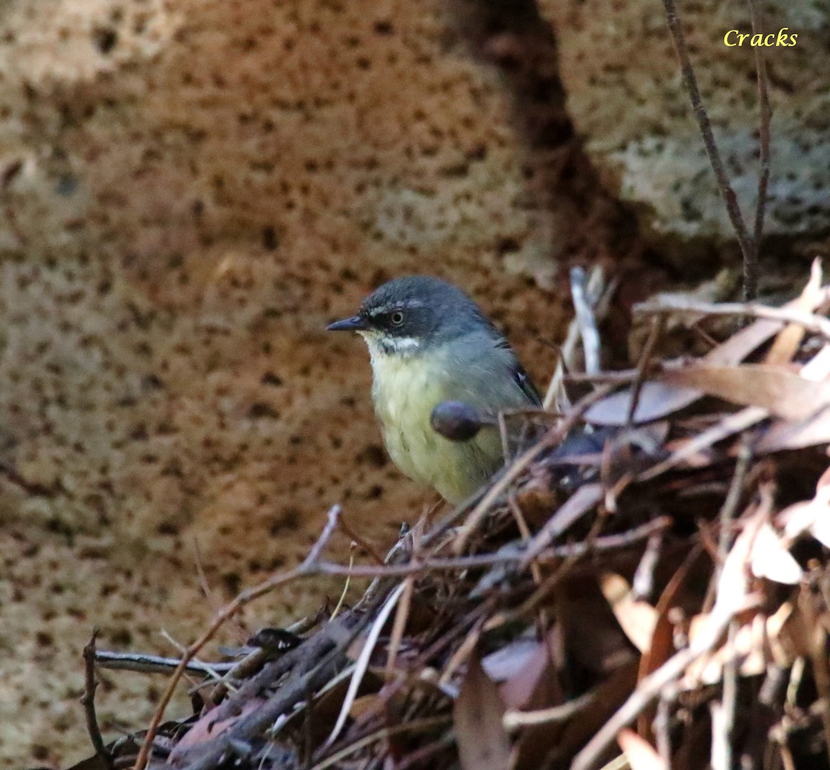 White-browed Scrubwren - ML630895199