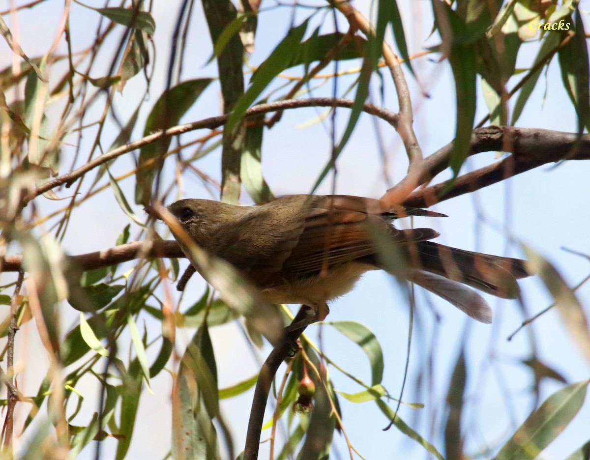 Golden Whistler (Eastern) - ML630895203