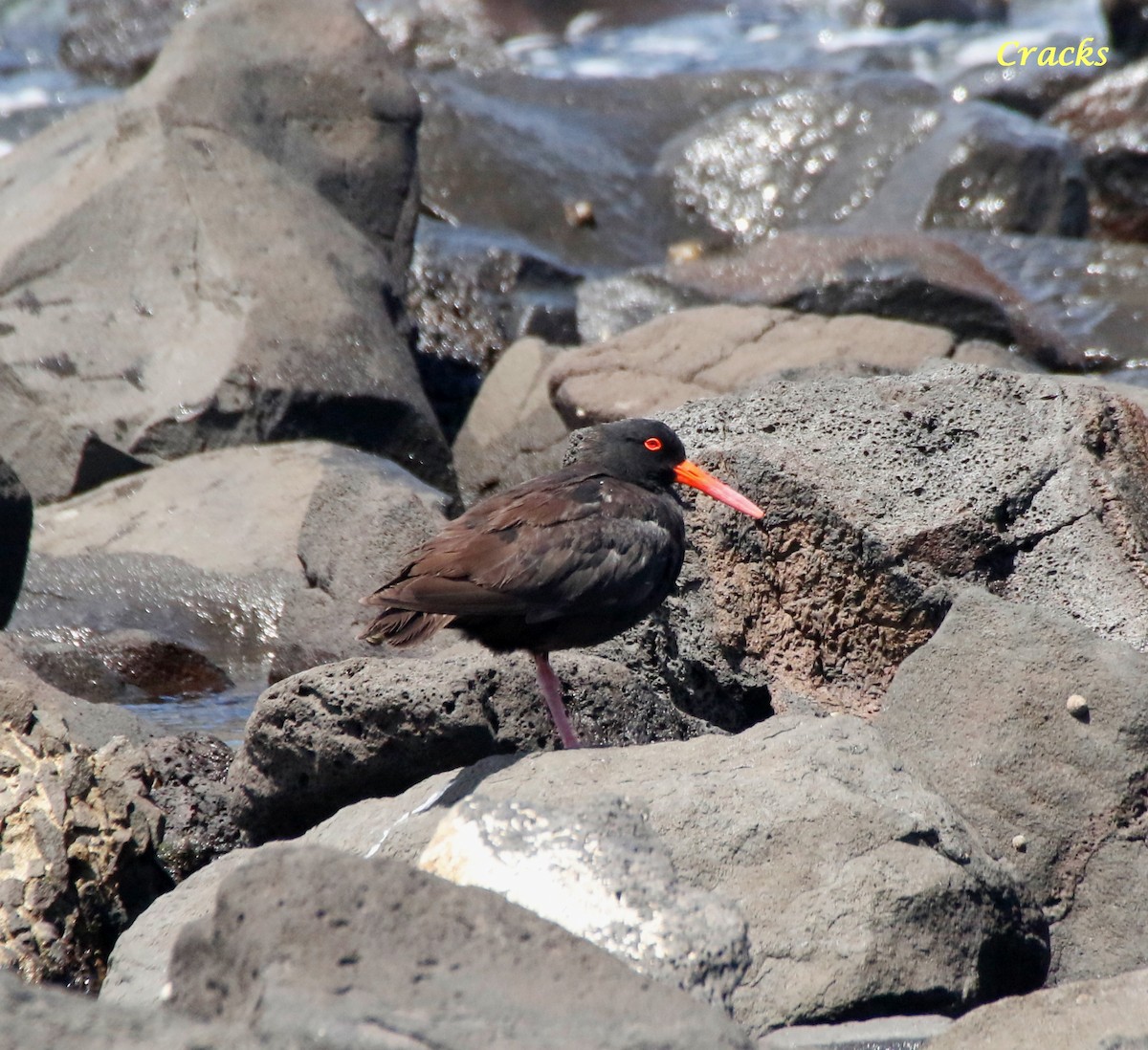 Sooty Oystercatcher - ML630895221