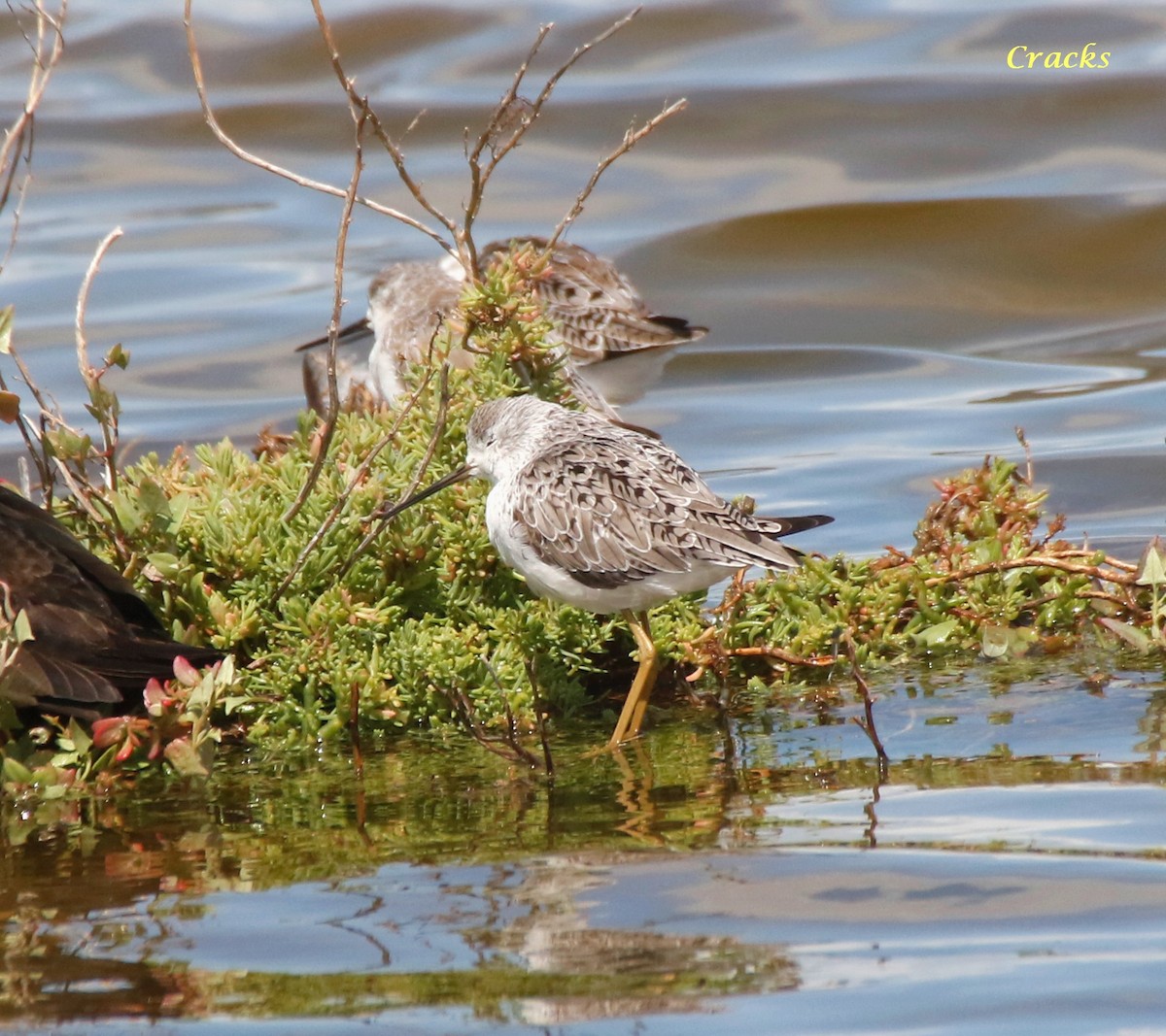 Marsh Sandpiper - ML630895228