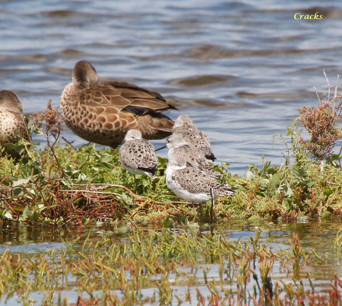 Marsh Sandpiper - ML630895230