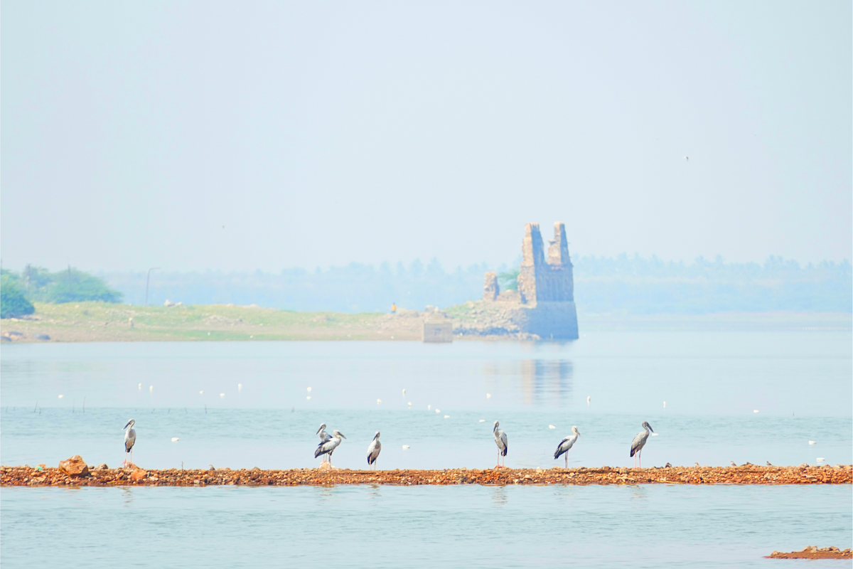 Asian Openbill - ML630895372