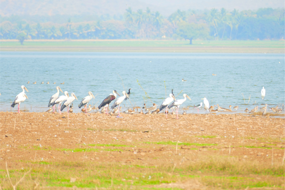 Asian Woolly-necked Stork - ML630895375
