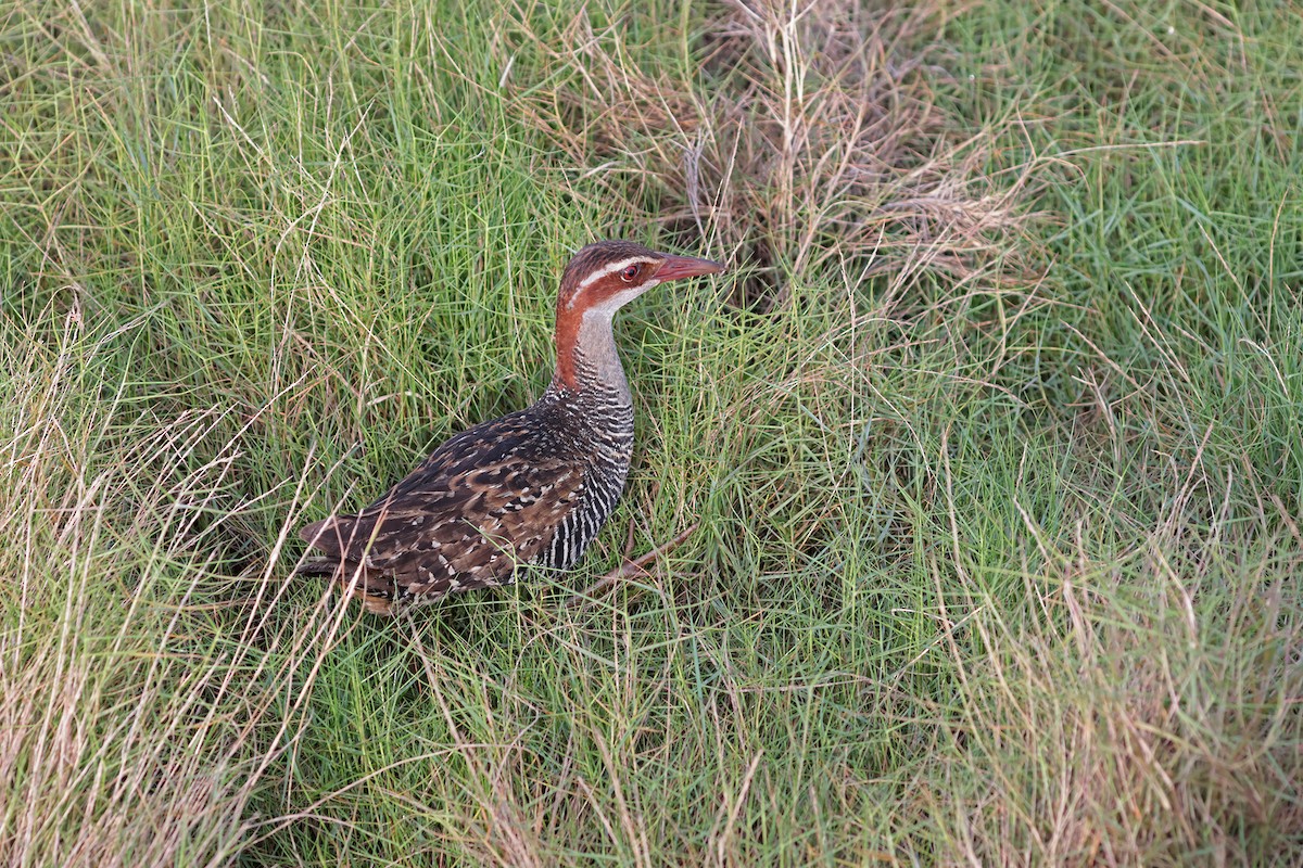 Buff-banded Rail - ML630895620