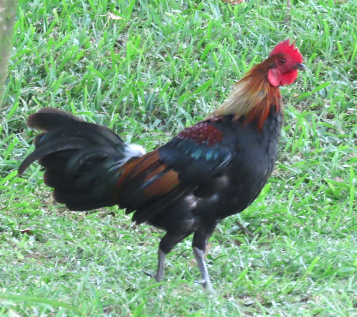 Coq bankiva - ML630895761