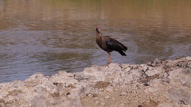 Red-naped Ibis - ML630895770