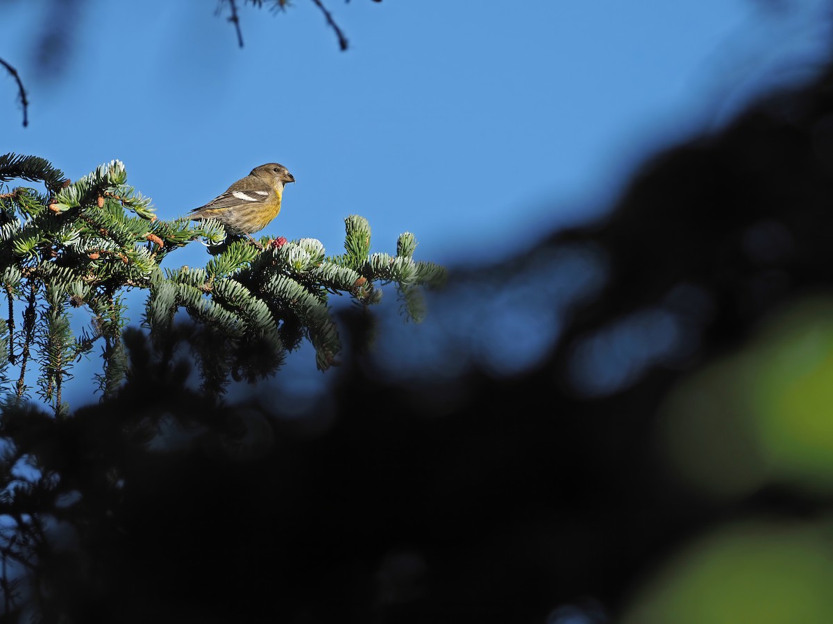 White-winged Crossbill (Eurasian) - ML630896190