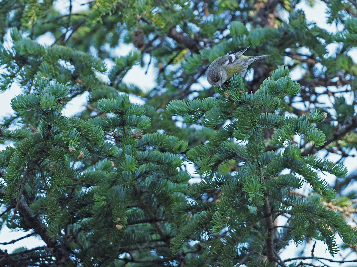 White-winged Crossbill (Eurasian) - ML630896191