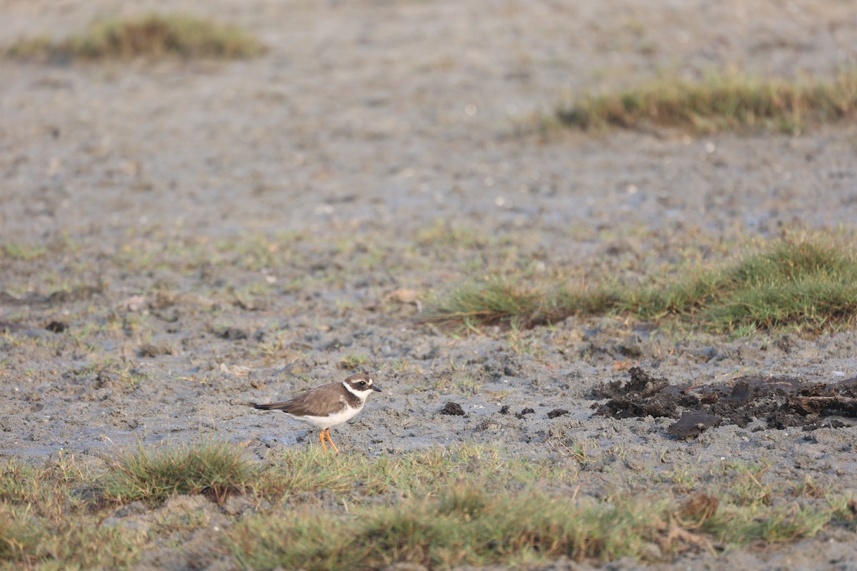 Common Ringed Plover - ML630896372