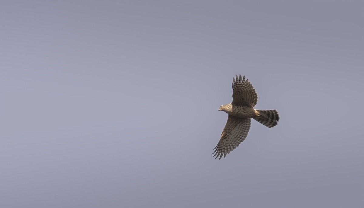 Eurasian Goshawk - ML630896476