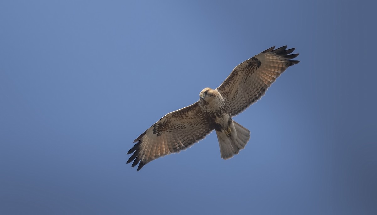 Eastern Buzzard - ML630896489